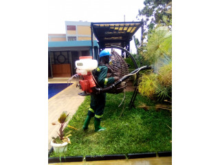 Fumigation services along the road to Bishops S.S Mukono - Digital Hub