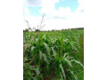 fertile-land-for-sale-in-luwero-kakoge-of-54acres-each-at-35m-ugx-small-1