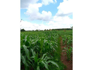 FERTILE LAND FOR SALE IN LUWERO KAKOGE OF 54ACRES EACH AT 3.5M UGX