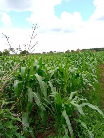 fertile-land-for-sale-in-luwero-kakoge-of-54acres-each-at-35m-ugx-big-1