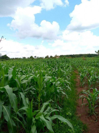 fertile-land-for-sale-in-luwero-kakoge-of-54acres-each-at-35m-ugx-big-0