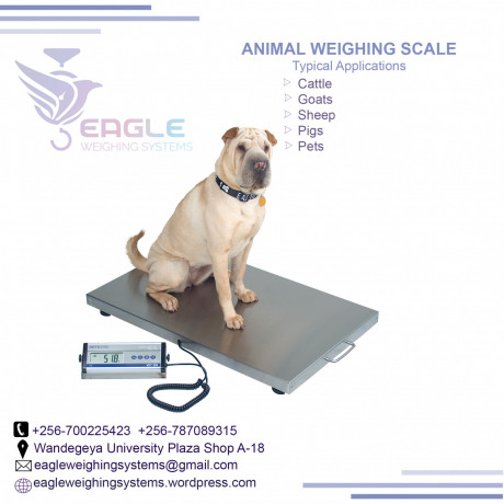 pet-platform-weighing-scales-in-kampala-big-0