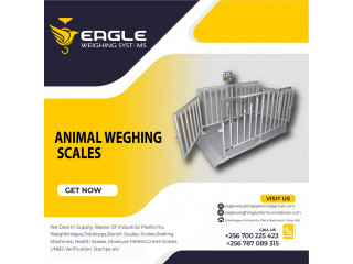 Cattle weighing scales for cows,sheep,goats,pigs