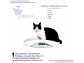 pet-platform-wegihng-scales-small-0