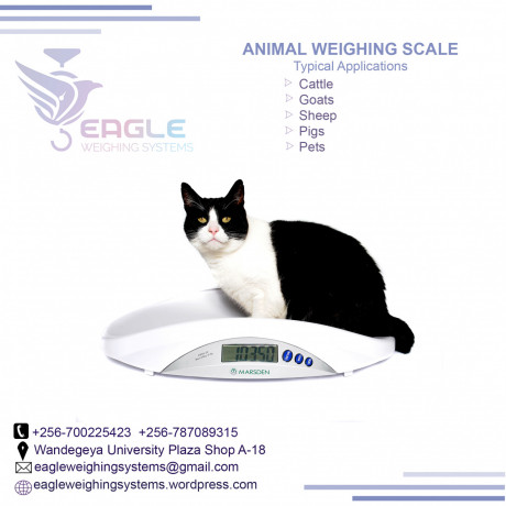 pet-platform-wegihng-scales-big-0