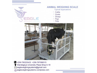 Cattle weighing scales for cows,sheep,goats,pigs