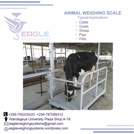 cattle-weighing-scales-for-cowssheepgoatspigs-big-0