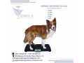 pet-platform-wegihng-scales-small-0