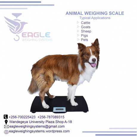 pet-platform-wegihng-scales-big-0