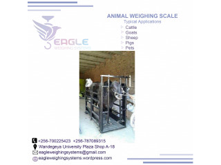 Cattle weighing scales for cows,sheep,goats,pigs