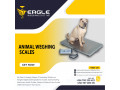 animal-weighing-scales-company-in-uganda-small-0