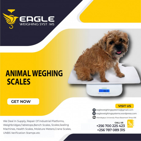 farm-animal-weighing-scales-shop-in-uganda-big-0