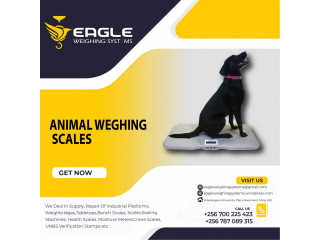 Multi-function animal weighing indicators company in Uganda