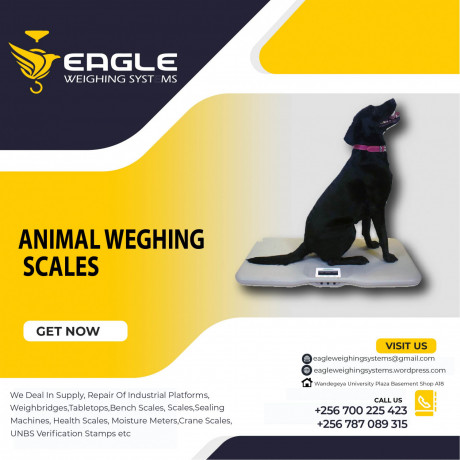 multi-function-animal-weighing-indicators-company-in-uganda-big-0