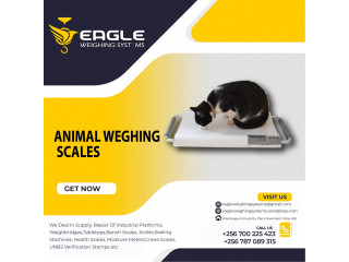 Digital platform animal weighing scales in Kampala Uganda