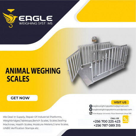 platform-animal-weighing-scales-at-eagle-weighing-systems-kampala-big-0