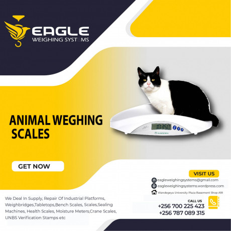 animal-cows-goats-industrial-use-weighing-scales-in-kampala-uganda-big-0