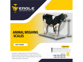 Livestock animal Weighing floor scales at Eagle Weighing systems Ltd Uganda