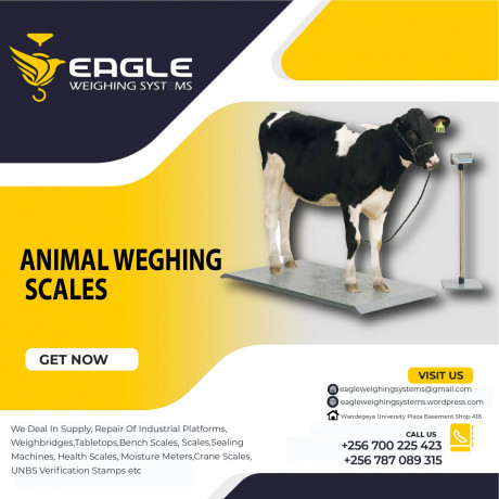 livestock-animal-weighing-floor-scales-at-eagle-weighing-systems-ltd-uganda-big-0