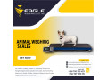 digital-weight-3-ton-electric-warehouse-animal-weighing-scales-kampala-uganda-small-0