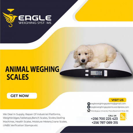 stainless-steel-electronic-animal-weighing-scales-in-kampala-uganda-big-0