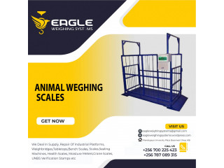 Electronic animal Commercial weighing scales in Jinja Uganda