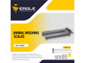 factory-use-electronic-digital-platform-animal-weighing-scales-kampala-uganda-small-0