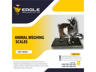 Cattle animal Weight floor weighing scales for industries in Uganda