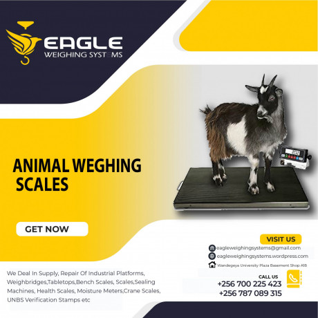 cattle-animal-weight-floor-weighing-scales-for-industries-in-uganda-big-0