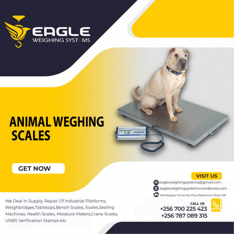 animal-weighing-scales-company-in-uganda-big-0