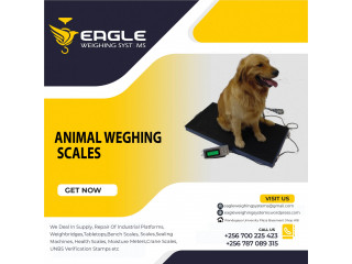 Animal Bench weighing scales in Kampala Uganda