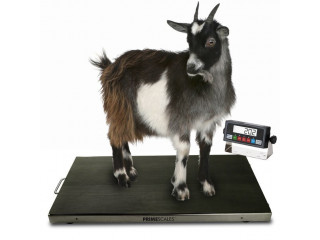 Sheep Horse Floor Scales Animal Livestock Weighing Scale