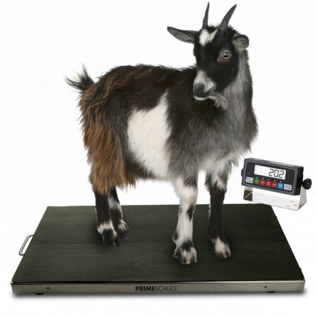 sheep-horse-floor-scales-animal-livestock-weighing-scale-big-0