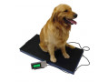 commercial-digital-livestock-scales-company-kampala-uganda-small-0