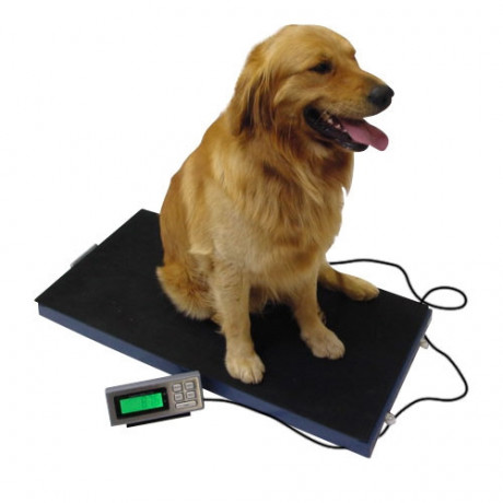 commercial-digital-livestock-scales-company-kampala-uganda-big-0