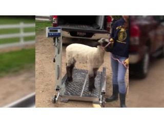 High-quality livestock animal weighing scales digital type